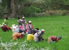 Women harvesting rice paddy in Tamil Nadu, India.  Uploaded by Fowler&fowler. From Wikimedia Commons.