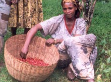 Female_coffee_farmer_in_Ethiopia_(5762538117)
